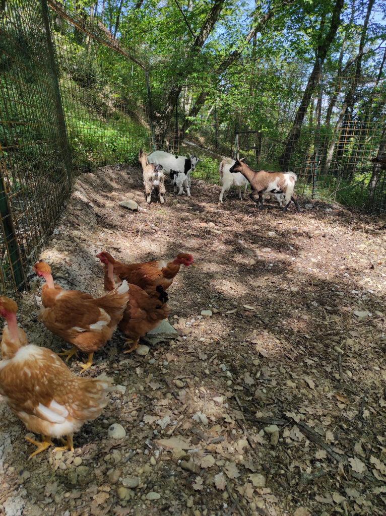 animali-podere-casanova-montespertoli2