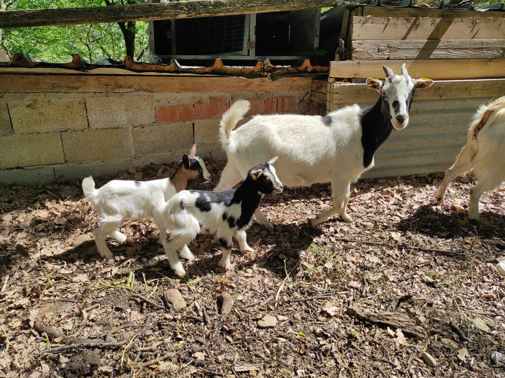 animali-podere-casanova-montespertoli4