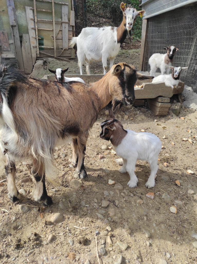 animali-podere-casanova-montespertoli9